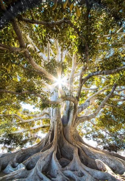 ek tree apni pattiyo ke dwara samjha reha hai ki jeevn life after death bhi hai 
