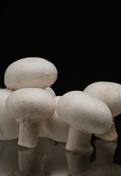 mashroom Vitamin D Immunity ke liye Zaroori hai