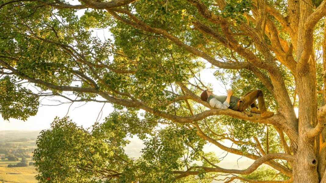 man laydown in tree
